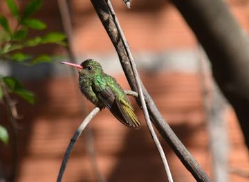 brazil/foz-do-iguacu/landmark/jardimdosbeijafloresfoz