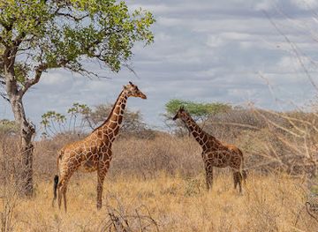 kenya/aberdare-national-park/landmark/meru-national-park