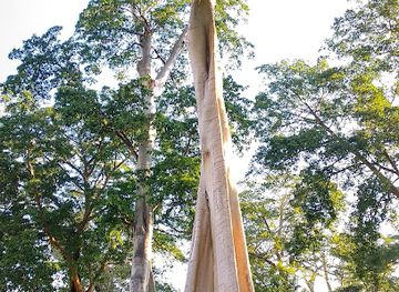 indonesia/west-nusa-tenggara/landmark/big-tree-sambelia