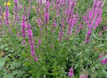 united-kingdom/radnorshire/landmark/play-radnor