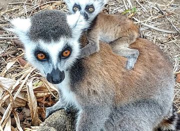 madagascar/ihorombe/landmark/anja-community-reserve