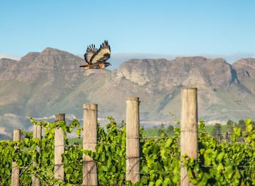 south-africa/cape-winelands/landmark/the-cape-winelands