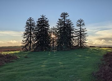 united-kingdom/wales/landmark/monkey-puzzle-trees