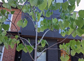 canada/toronto/landmark/rodney-the-tree