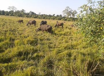 india/kaziranga-national-park/landmark/laokhowa-wildlife-sanctuary