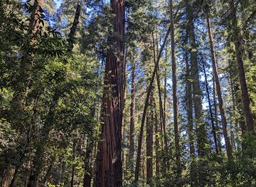 california/redwood-national-and-state-parks/landmark/henry-cowell-redwoods-state-park