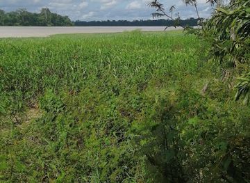 bolivia/amazon-basin/landmark/area-protegida-municipal-aquicuana