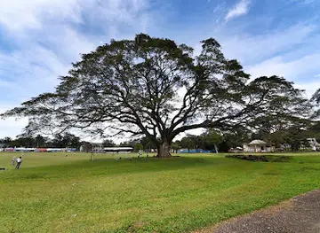 Fertility Tree