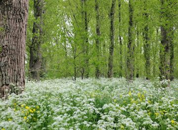 netherlands/alblasserwaard/landmark/alblasserbos-grote-nes