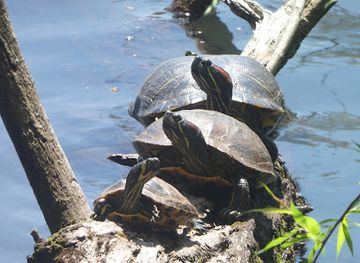 rhode-island/providence/landmark/turtle-town
