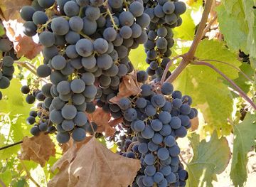 lebanon/keserwan-district/landmark/vignoble-joura