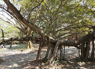 bangladesh/eastern-bengal/landmark/oldest-banyan-tree-of-asia