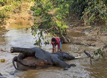 myanmar-burma/delta-region/landmark/wingabaw-elephant-camp