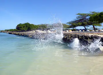 Fofoti Tree