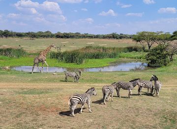 zimbabwe/mashonaland-west/landmark/mukuvisi-woodlands