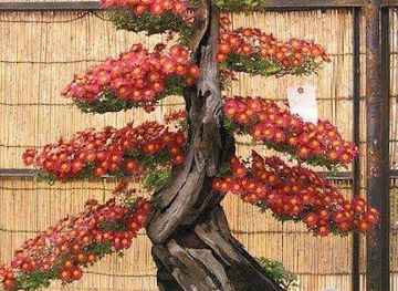 saudi-arabia/yanbu/landmark/Hdyq