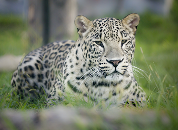 romania/crisana/landmark/oradea-zoo