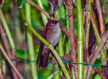 colombia/los-llanos/landmark/birdwatching-the-colombian-llanos-orinoquia-birding