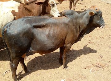 mali/bamako/landmark/titibougou