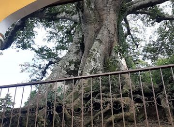 el-salvador/western-region/landmark/parque-la-ceiba