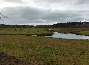 netherlands/texel-island/landmark/toeristische-attractie-koeien