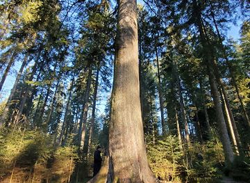 germany/black-forest/landmark/grossvatertanne