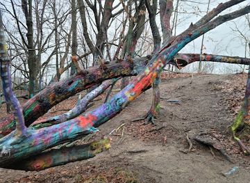 michigan/sleeping-bear-dunes-national-lakeshore/landmark/hippie-tree