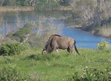 south-africa/bushveld/landmark/inkwenkwezi-private-game-reserve