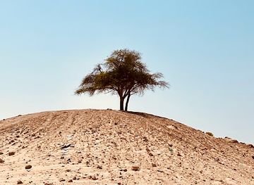 united-arab-emirates/western-region-al-dhafra/landmark/the-great-ghaaf-tree-on-a-hill