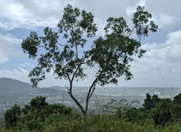 Curtain Fig National Park