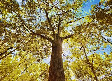 texas/central-texas/landmark/old-baldy