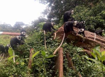 ghana/north-east-region/landmark/boabeng-fiema-monkey-sanctuary
