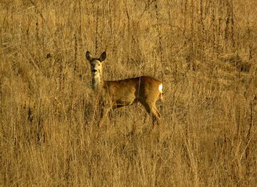 hungary/kiskunsag/landmark/wings-of-hungary