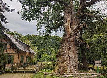 germany/mecklenburg/landmark/kroneiche-von-minzow