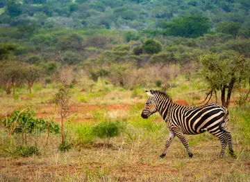 Akagera National Park Rwanda