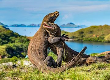 indonesia/komodo-national-park/landmark/komodo