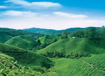 malaysia/pahang/landmark/boh-tea-centre-sungei-palas-garden