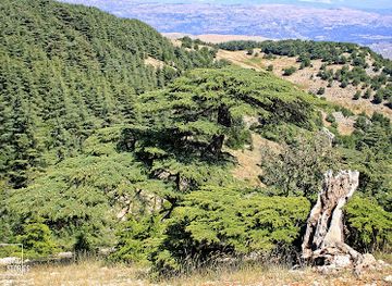 lebanon/al-shouf-cedar-nature-reserve/landmark/shouf-biosphere-reserve-entrance-to-the-barouk-cedar-forest