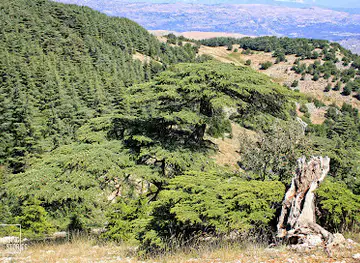 Shouf biosphere reserve/ Entrance to the Barouk Cedar forest