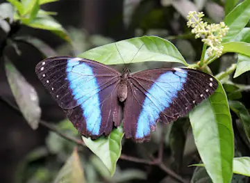 Neotropical Butterfly Park