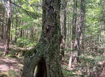 new-hampshire/hanover/landmark/the-elephant-tree