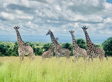 tanzania/mikumi-national-park/landmark/mikumi-holiday-safaris