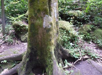 panama/el-valle-de-anton/landmark/valley-of-square-trees