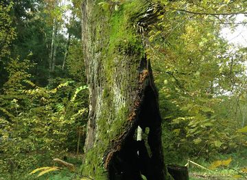 lithuania/aukstaitija-national-park/landmark/alkunai-oak-tree