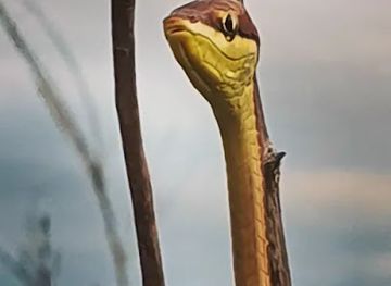 guyana/upper-takutu-upper-essequibo/landmark/karanambu-trust-lodge