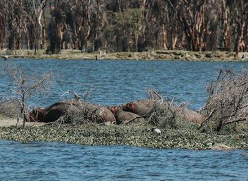 kenya/lake-naivasha/landmark/watamu-boat-rides-naivasha