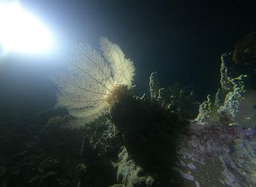 new-caledonia/lifou-island/landmark/lagoon-safaris