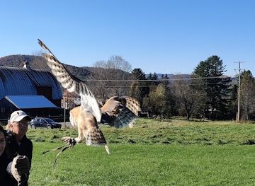 vermont/woodstock/landmark/new-england-falconry