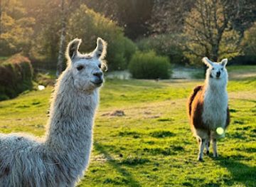 united-kingdom/pembrokeshire/landmark/pembrokeshire-llama-sanctuary