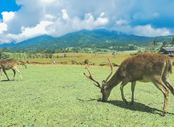 philippines/bicol-region/landmark/ocampo-deer-farm